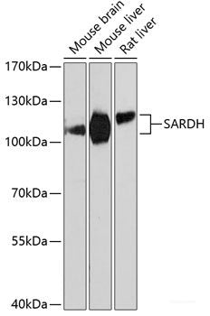 Immunohistochemistry of paraffin-embedded Rat heart using Phospho-CHEK1(S280) Polyclonal Antibody at dilution of 1:100 (40x lens).