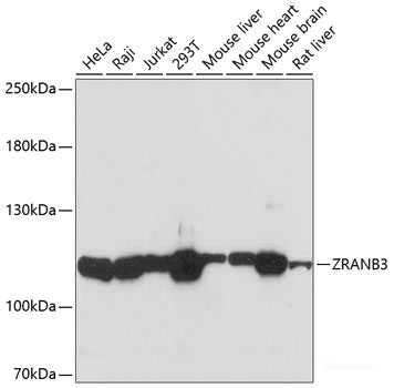 Immunofluorescence analysis of MCF-7 cells using Phospho-Dnmt1(pS714) Polyclonal Antibody