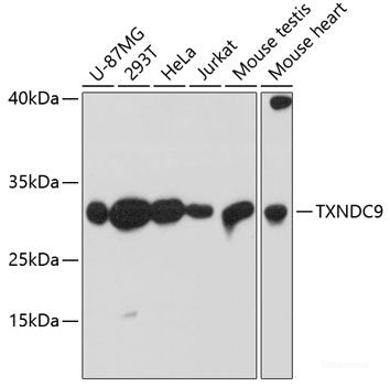 Immunofluorescence analysis of U2OS cells using Phospho-Jun(T239) Polyclonal Antibody
