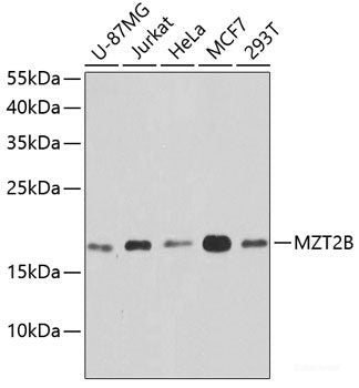 Western blot analysis of extracts of NIH/3T3 cells using Phospho-RELA(S468) Polyclonal Antibody at dilution of 1:2000.