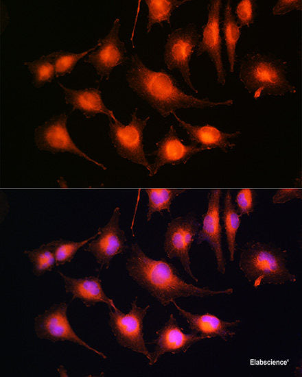 Western blot analysis of extracts of various cell lines using EEA1 Polyclonal Antibody at dilution of 1:1000.