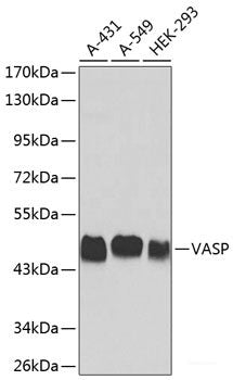 Western blot analysis of extracts of various cell lines using VASP Polyclonal Antibody.