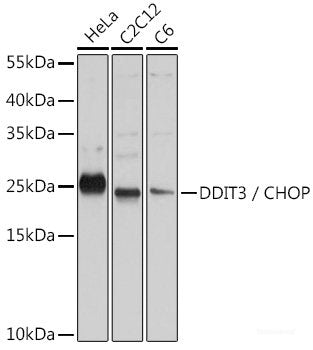 Immunohistochemistry of paraffin-embedded Rat heart using ADAM17 Polyclonal Antibody at dilution of 1:100 (40x lens).