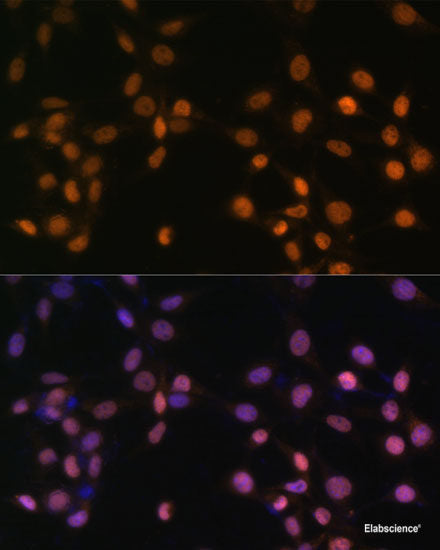 Western blot analysis of extracts of various cell lines using IKBKG Polyclonal Antibody at dilution of 1:1000.