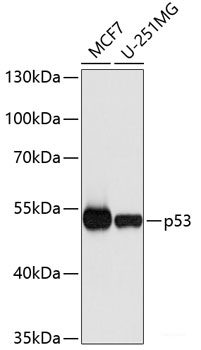 Western blot analysis of extracts of various cell lines using CEACAM5 Polyclonal Antibody at dilution of 1:1000.