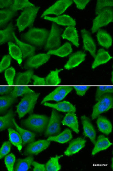 Immunofluorescence analysis of HeLa cells using SNAP25 Polyclonal Antibody