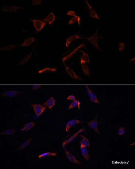 Western blot analysis of extracts of various cell lines using NOSIP Polyclonal Antibody at dilution of 1:1000.