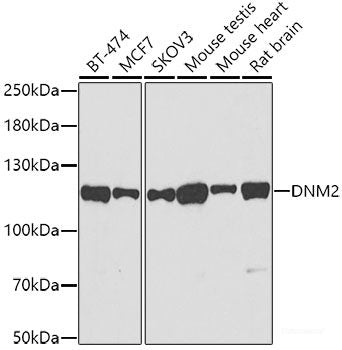 Western blot analysis of extracts of various cell lines using KIR3DL3 Polyclonal Antibody at dilution of 1:1000.