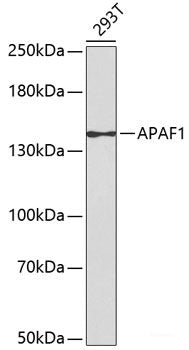 Western blot analysis of extracts of various cell lines using KIF4A Polyclonal Antibody at dilution of 1:7000.