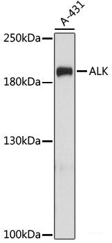 Western blot analysis of extracts of Raji cells using DUSP5 Polyclonal Antibody at dilution of 1:1000.