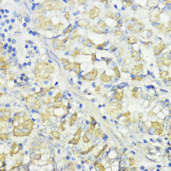 Immunofluorescence analysis of Rat brain using ASPN Polyclonal Antibody at dilution of 1:100 (40x lens). Blue: DAPI for nuclear staining.