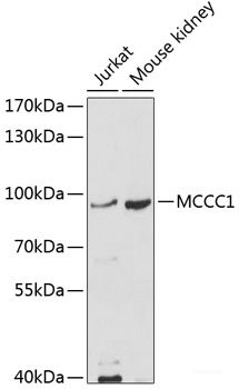 Immunofluorescence analysis of C6 cells using TYMS Polyclonal Antibody at dilution of 1:100. Blue: DAPI for nuclear staining.