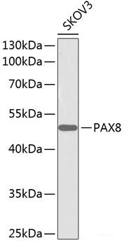 Immunohistochemistry of paraffin-embedded Rat testis using DVL1 Polyclonal Antibody at dilution of 1:100 (40x lens).