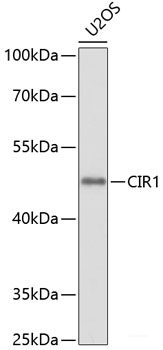 Western blot analysis of extracts of various cell lines using GPSM2 Polyclonal Antibody at dilution of 1:1000.