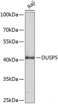 Western blot analysis of extracts of various cell lines using DEFB132 Polyclonal Antibody at dilution of 1:1000.