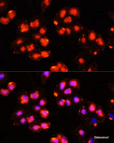 Immunofluorescence analysis of NIH-3T3 cells using PSMD14 Polyclonal Antibody at dilution of 1:100 (40x lens). Blue: DAPI for nuclear staining.