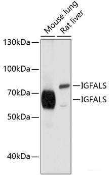 Western blot analysis of extracts of Rat liver using NUAK2 Polyclonal Antibody at dilution of 1:1000.