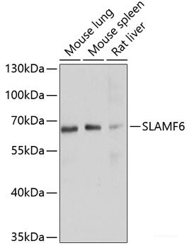 Immunofluorescence analysis of HeLa cells using Caspase-3 Polyclonal Antibody at dilution of 1:100 (40x lens). Blue: DAPI for nuclear staining.
