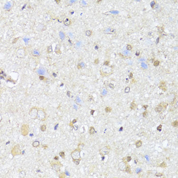 Western blot analysis of extracts of A-431 cells using CREB1 Polyclonal Antibody at dilution of 1:1000.