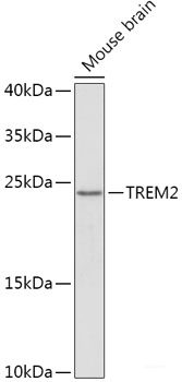 Western blot analysis of extracts from normal (control) and ANXA1 knockout (KO) HeLa cells using ANXA1 Polyclonal Antibody at dilution of 1:1000.