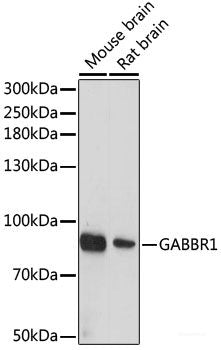 Western blot analysis of extracts of various cell lines using MSH2 Polyclonal Antibody at dilution of 1:1000.