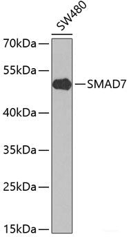 Immunohistochemistry of paraffin-embedded Rat spleen using TLR2 Polyclonal Antibody at dilution of 1:100 (40x lens).