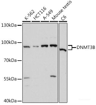 Western blot analysis of extracts of various cell lines using A1BG Polyclonal Antibody at dilution of 1:3000.