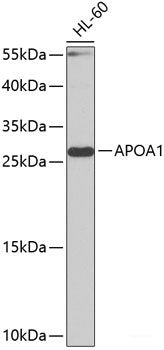 Western blot analysis of extracts of various cell lines using SFTPC Polyclonal Antibody at dilution of 1:1000.