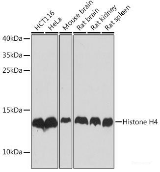 Western blot analysis of extracts of various cell lines using GADD45A Polyclonal Antibody at dilution of 1:1000.