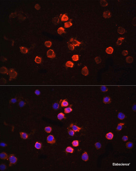 Western blot analysis of extracts of 293 cells using ASMT Polyclonal Antibody.