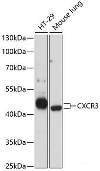 Western blot analysis of extracts of various cell lines using XPOT Polyclonal Antibody at dilution of 1:3000.