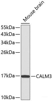 Western blot analysis of extracts of various cell lines using TPM3 Polyclonal Antibody at dilution of 1:1000.