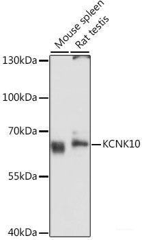 Western blot analysis of extracts of various cell lines using ECI1 Polyclonal Antibody at dilution of 1:1000.