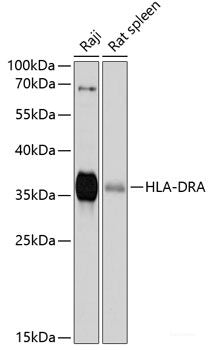 Western blot analysis of extracts of various cell lines using USP4 Polyclonal Antibody at dilution of 1:3000.