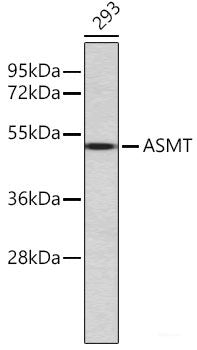 Western blot analysis of extracts of 293 cells using ASMT Polyclonal Antibody.