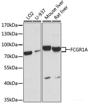 Western blot analysis of extracts of various cell lines using FLT4 Polyclonal Antibody at dilution of 1:1000.