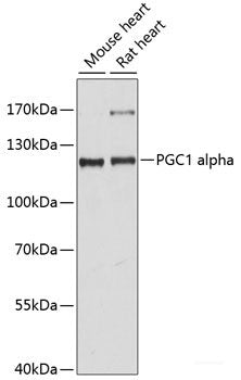 Western blot analysis of extracts of various cell lines using ENO2 Polyclonal Antibody at dilution of 1:3000.