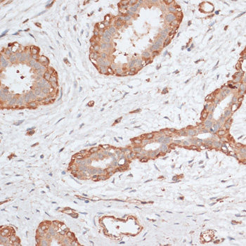 Immunofluorescence analysis of U2OS cells using PIWIL1 Polyclonal Antibody