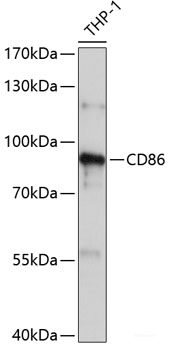 Western blot analysis of extracts of Mouse spleen using MTBP Polyclonal Antibody at dilution of 1:1000.