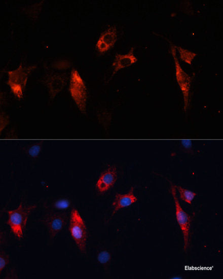Western blot analysis of extracts of various cell lines using F11R Polyclonal Antibody at dilution of 1:1000.