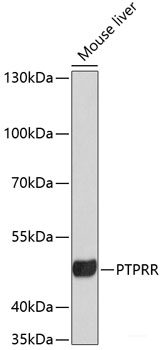 Western blot analysis of extracts of various cell lines using PSMA3 Polyclonal Antibody at dilution of 1:1000.
