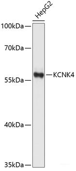 Immunofluorescence analysis of U2OS cells using SUMO1 Polyclonal Antibody at dilution of 1:100. Blue: DAPI for nuclear staining.