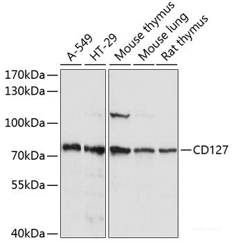 Immunohistochemistry of paraffin-embedded Rat heart using IKBKG Polyclonal Antibody