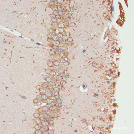 Immunohistochemistry of paraffin-embedded Rat ovary using UQCR10 Polyclonal Antibody at dilution of 1:100 (40x lens).