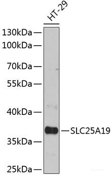 Western blot analysis of extracts of various cell lines using NUCB2 Polyclonal Antibody at dilution of 1:3000.