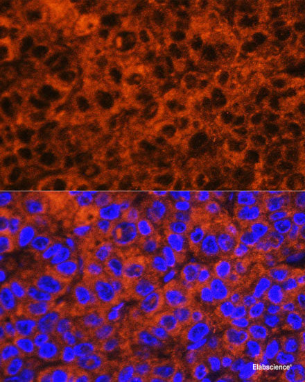 Immunofluorescence analysis of NIH-3T3 cells using WWOX Polyclonal Antibody at dilution of 1:100 (40x lens). Blue: DAPI for nuclear staining.