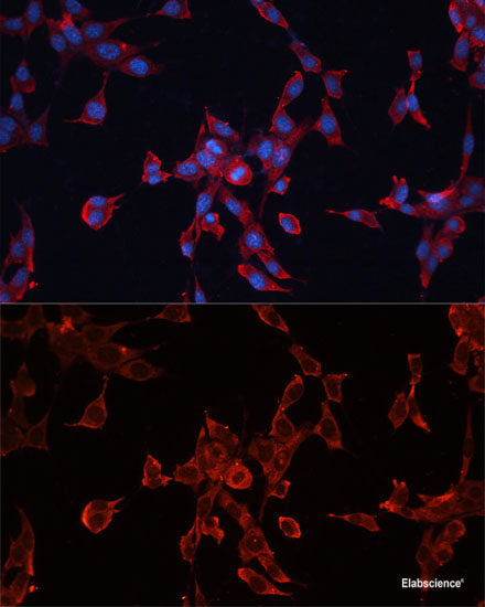Western blot analysis of extracts of various cell lines using WWOX Polyclonal Antibody at dilution of 1:3000.