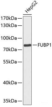 Western blot analysis of extracts of various cell lines using SULT1A2 Polyclonal Antibody at dilution of 1:3000.