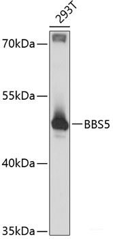 Western blot analysis of extracts of various cell lines using EHD2 Polyclonal Antibody at dilution of 1:3000.