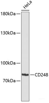 Western blot analysis of extracts of various cell lines using GBP2 Polyclonal Antibody at dilution of 1:3000.